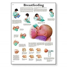 Breastfeeding Chart - 3B Scientific