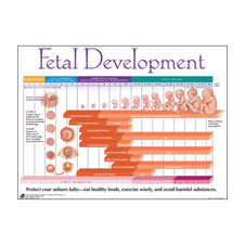 Fetal Development Chart