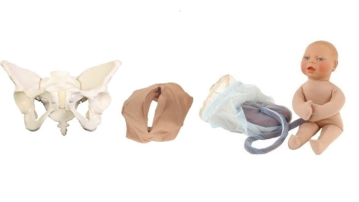 Childbirth Model Set with Flexible Pelvis | No Sales Tax | Cascade ...