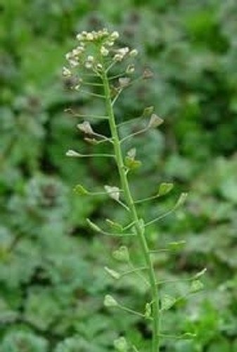 Capsella bursa-pastoris (L.) Medicus - Crop Wild Relatives