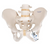 Male Pelvis Skeleton Model Male Pelvis Skeleton Model