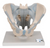 Male Pelvis With Ligaments Model Male Pelvis With Ligaments Model