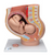 Pregnancy Pelvis 3 Part Model Pregnancy Pelvis 3 Part Model