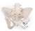 Female Pelvis, Flexible Female Pelvis, Flexible
