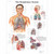 Human Respiratory Chart Human Respiratory Chart