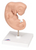 Human Embryo Model Human Embryo Model