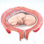 Fetus Models Positioned in the Uterus Fetus Models Positioned in the Uterus