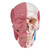 Human Skull with Facial Muscles Human Skull with Facial Muscles