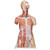 Dual Sex Human Muscle Torso - 31 Part Dual Sex Human Muscle Torso - 31 Part