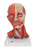 Head and Neck Musculature Model - 5 Part Head and Neck Musculature Model - 5 Part