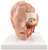 Head Model - 6 Part Head Model - 6 Part