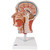 Half Head with Musculature Model Half Head with Musculature Model