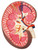 Kidney Section Model - 3B Kidney Section Model - 3B