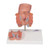 Hemorrhoid Model - 3B Hemorrhoid Model - 3B
