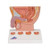 Prostate Model Prostate Model