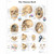 Human Skull Chart Human Skull Chart