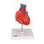 Heart Model - 2 Part Heart Model - 2 Part