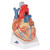 Heart Model - 7 Part Heart Model - 7 Part