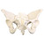 Female Pelvis, Flexible