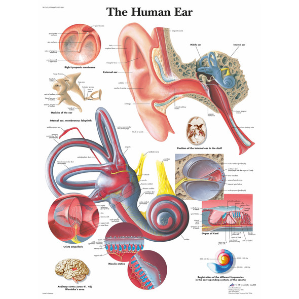 Anatomie-Poster „Disorders Of The Eye“ – 50,8 X 66 Cm, Laminiert, Für Klassenzimmer, Praxis, Studium
