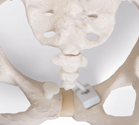 Female Pelvis, Flexible