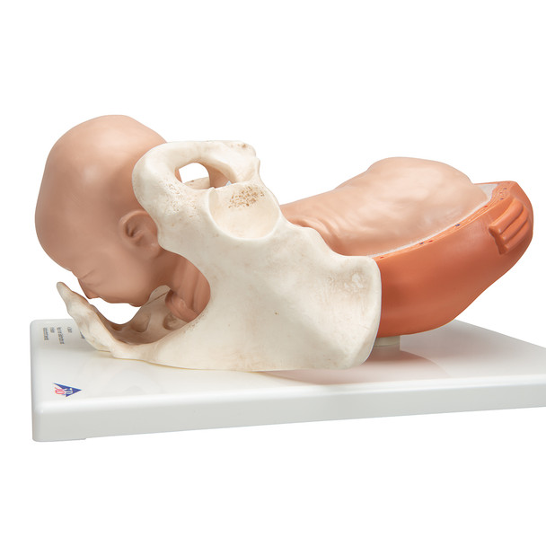 Birthing Process Models