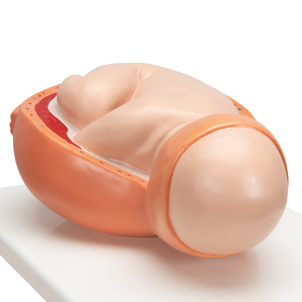 Birthing Process Models