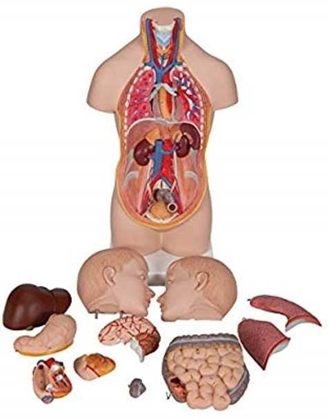 Mini Human Torso Model - 12 Part