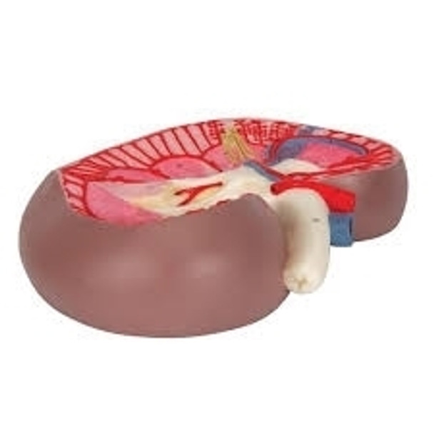 Kidney Section Model - 3B