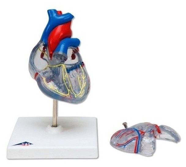 Heart Model - 2 Part  Conducting System
