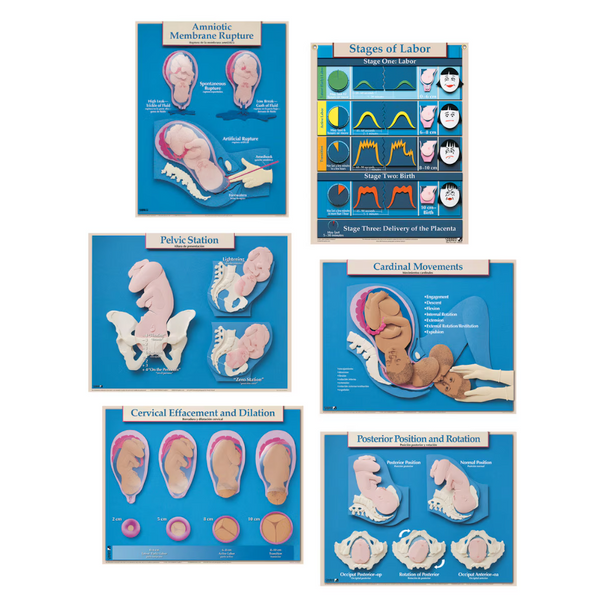 Six Essential Labor & Birth Wall Charts