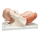 Birthing Process Models