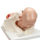 Birthing Process Models