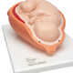 Birthing Process Models