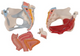 Female Pelvis Model, 4 Part