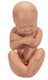Pregnancy Pelvis 3 Part Model