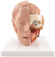 Head Model - 6 Part