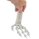 Hand Skeleton with Elastic Ligaments