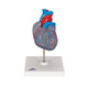 Heart Model - 2 Part  Conducting System