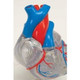 Heart Model - 2 Part  Conducting System