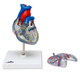 Heart Model - 2 Part  Conducting System