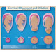 Six Essential Labor & Birth Wall Charts