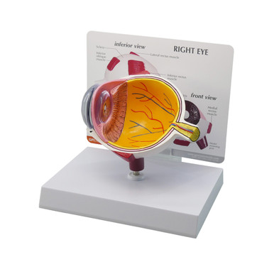 Eye Model Oversized, 3B Scientific No Sales Tax Cascade HealthCare