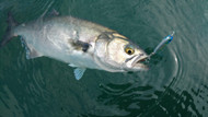 Late-Season Bluefish