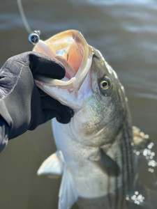 Holdover Striped Bass: The Northeast Addiction