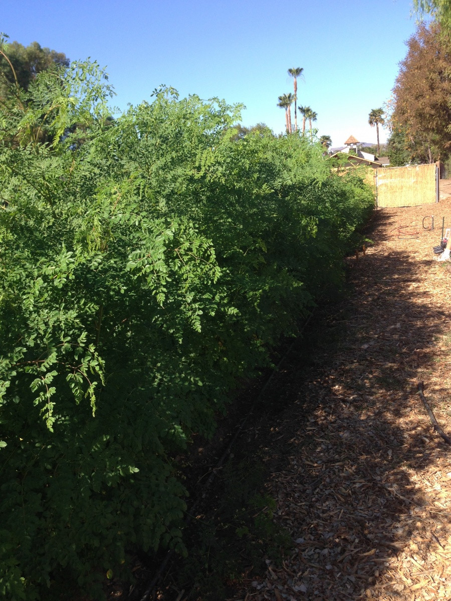 Fresh Moringa Leaf Moringa