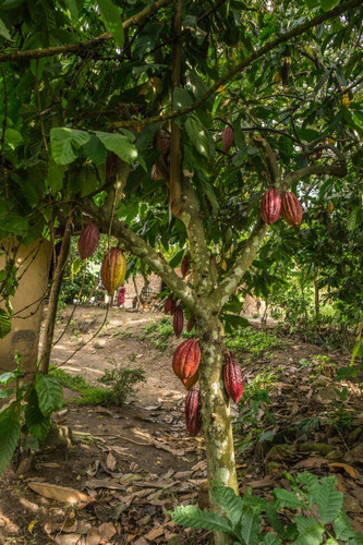 From Cacao to Cocoa