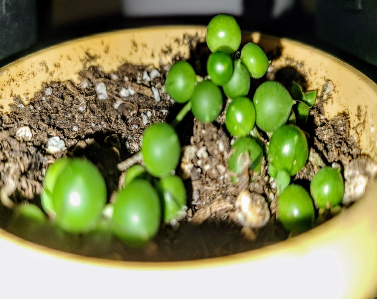 string of pearls baby plant potted in yellow 2 inch pot
