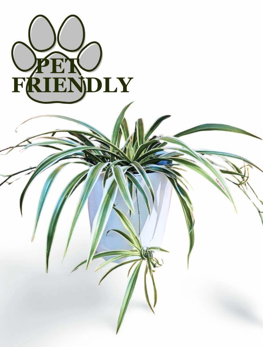 Spider Plant Collection - Shop Pet-Friendly, Air-Purifying Indoor Plants -  Plant & Paw
