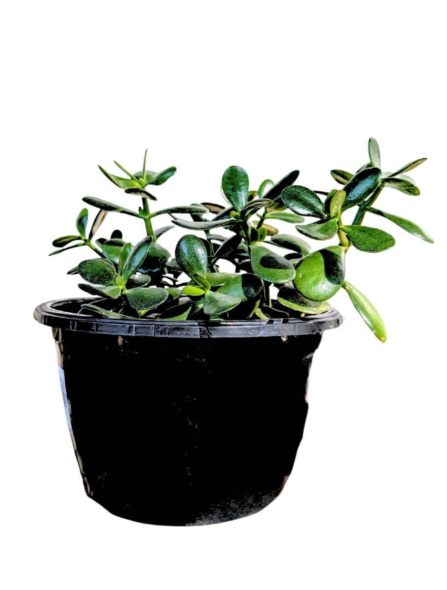 carolina reaper plant Carolina Reaper Live Plant - Organic Super Hot Pepper